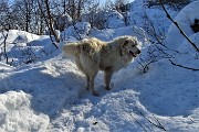 Sulle nevi del RESEGONE ad anello da Fuipiano Valle Imagna il 13 novembre 2019 - FOTOGALLERY